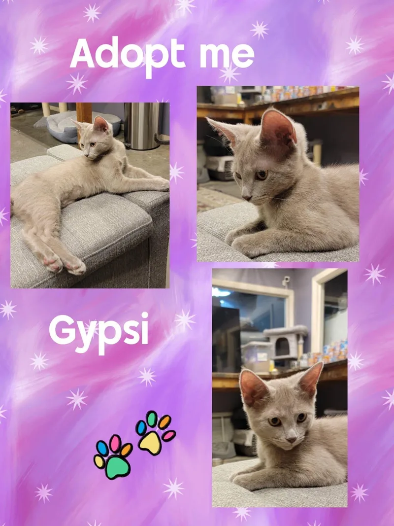 A young medium-sized male Gray / Blue / Silver Russian Blue cat named Gypsi for adoption in Howey in the hills, FL