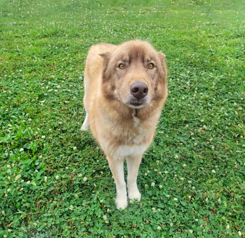 A young medium-sized male Husky dog named Hondo for adoption in Coatesville, PA