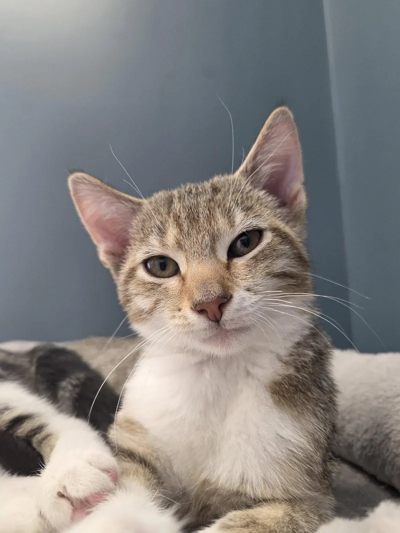 A baby medium-sized female Domestic Short Hair cat named Courtesy List: Agnes for adoption in Broomall, PA