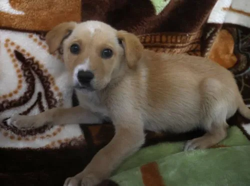 A baby medium-sized male Shepherd dog named Tove for adoption in Thief River Falls, MN