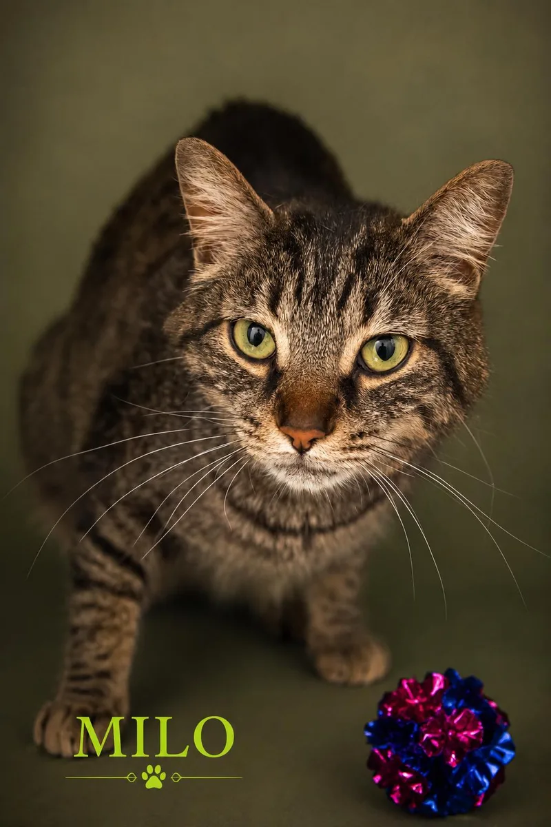 An adult large-sized male Tabby cat named Milo for adoption in Greenville, DE