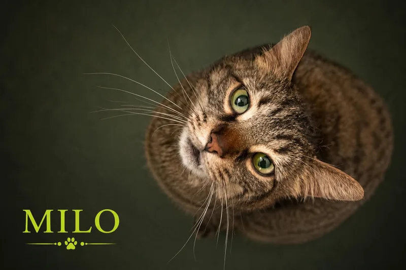 Milo thumbnail 3