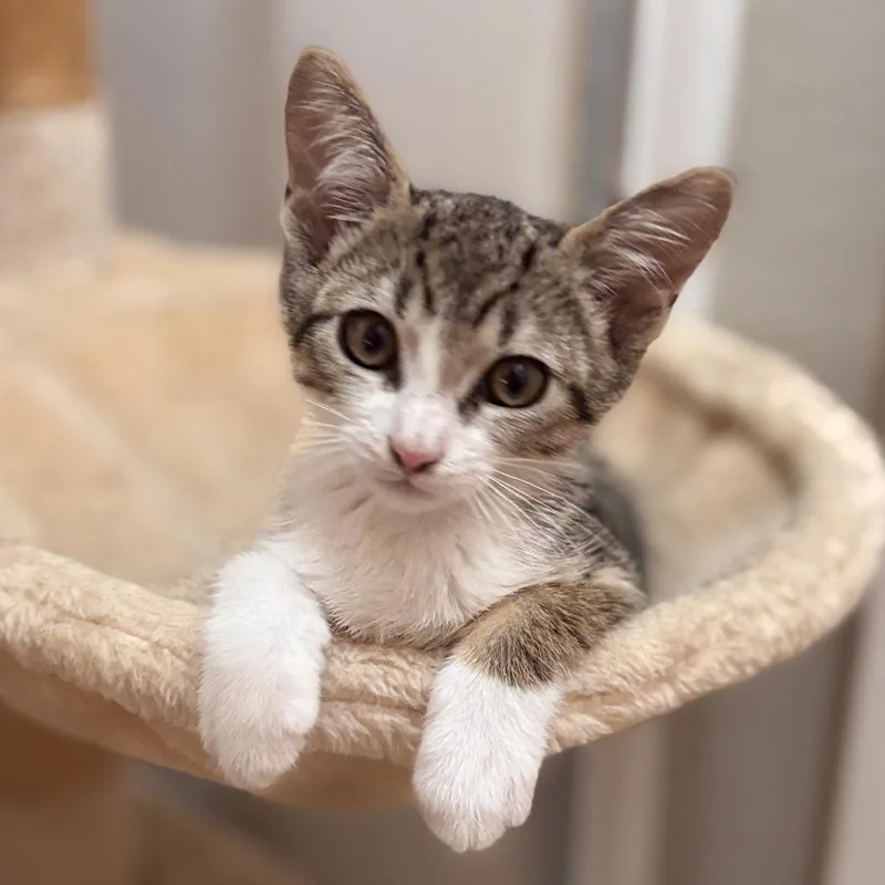 A baby small-sized female Brown / Chocolate Domestic Short Hair cat named Astrid for adoption in Long Beach, CA
