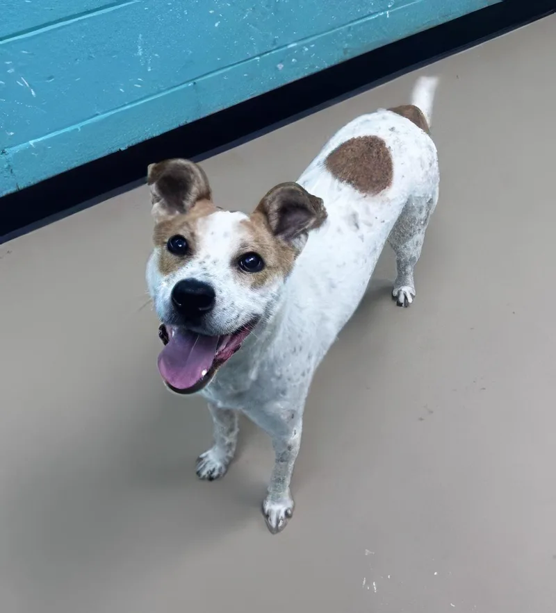 A young medium-sized female Yellow / Tan / Blond / Fawn Mixed Breed dog named Frittatax for adoption in Nashville, TN