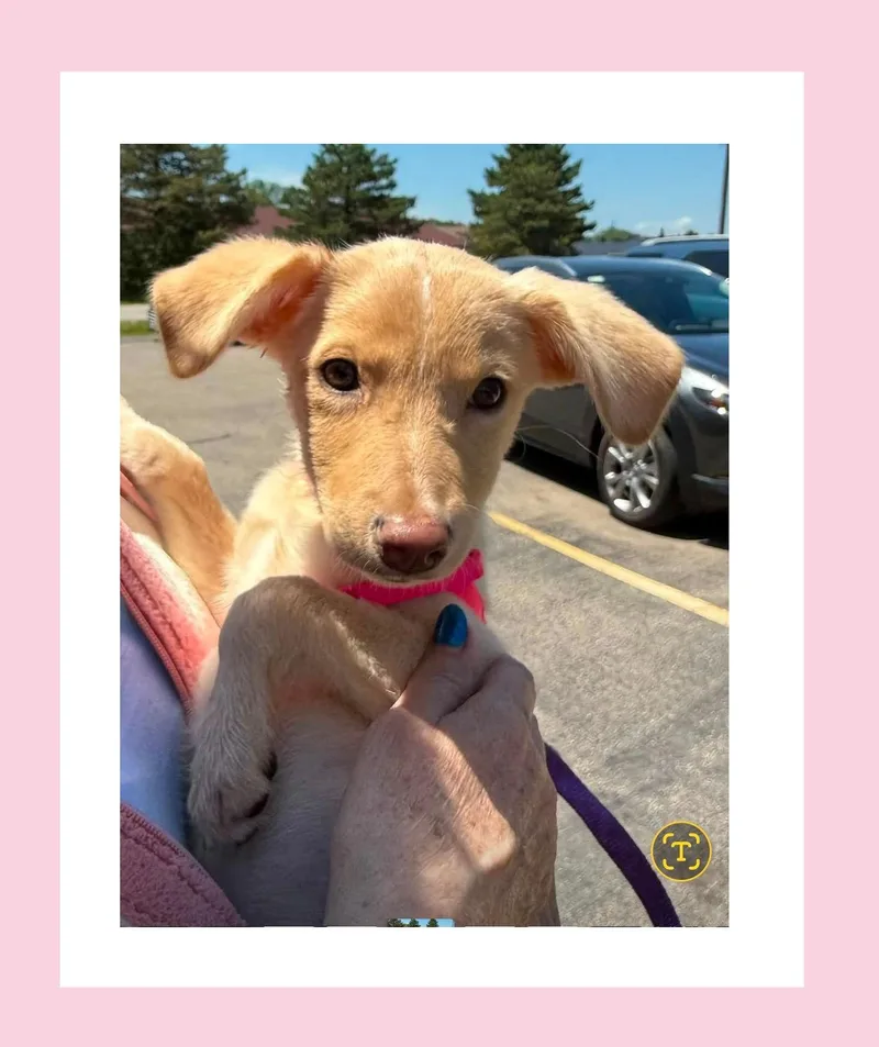 A baby medium-sized female Golden Australian Cattle Dog / Blue Heeler dog named Peanut for adoption in Lake Geneva, WI