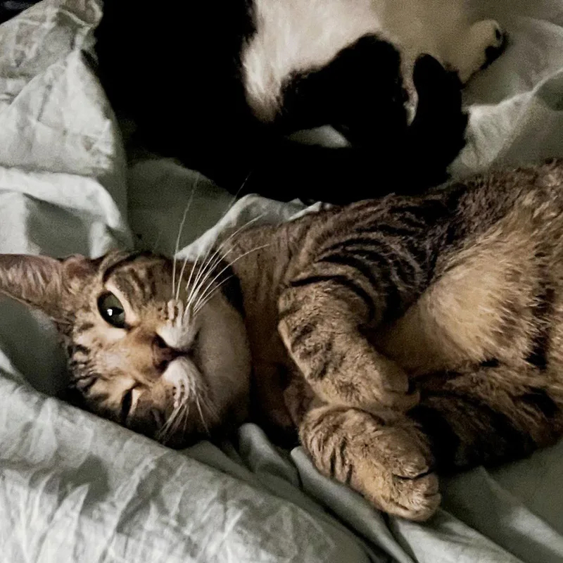 A young medium-sized female Tabby cat named Velma Dinkley sisterofDaphne for adoption in Houston, TX