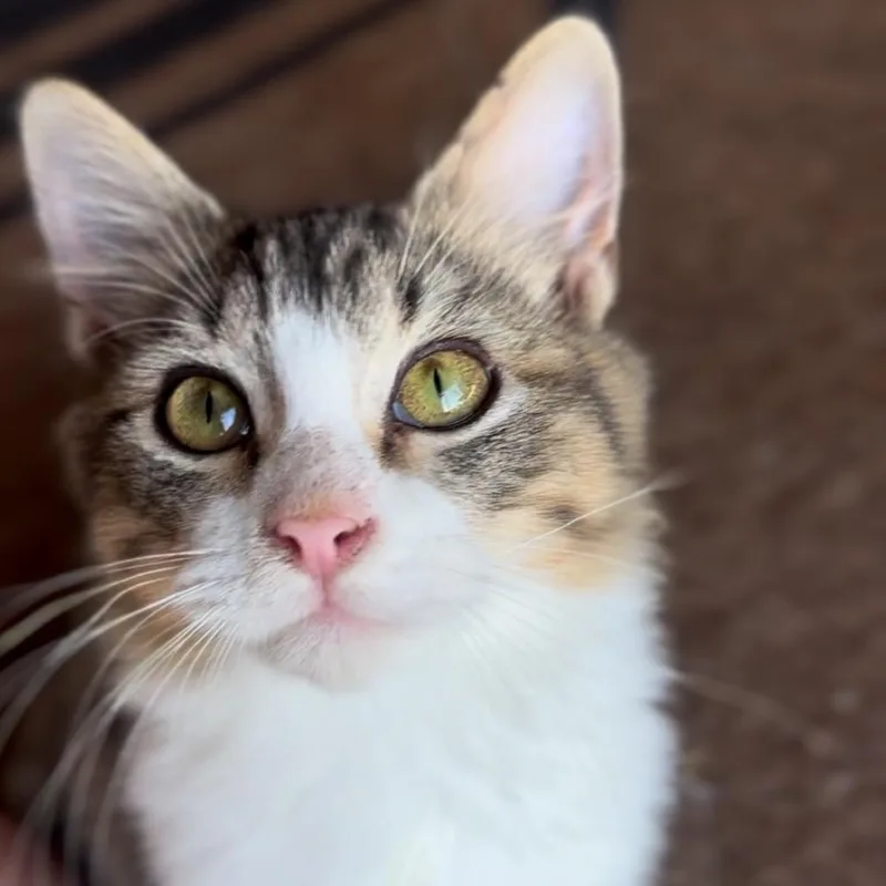 A young medium-sized male White Domestic Short Hair cat named Aragon for adoption in Huntsville, AL