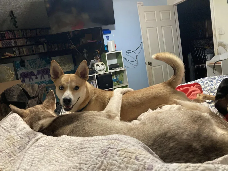 An adult medium-sized male Shiba Inu dog named Huey for adoption in Chatham, VA