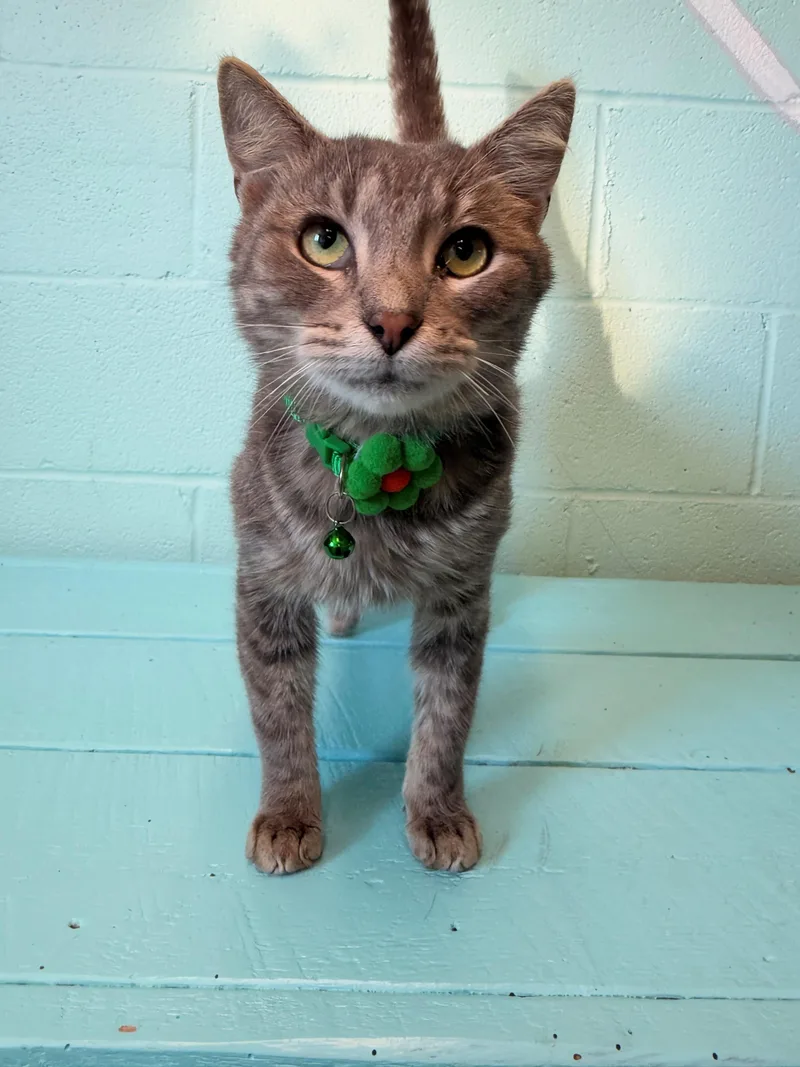 An adult medium-sized male Domestic Short Hair cat named Ivysaur for adoption in Havelock, NC