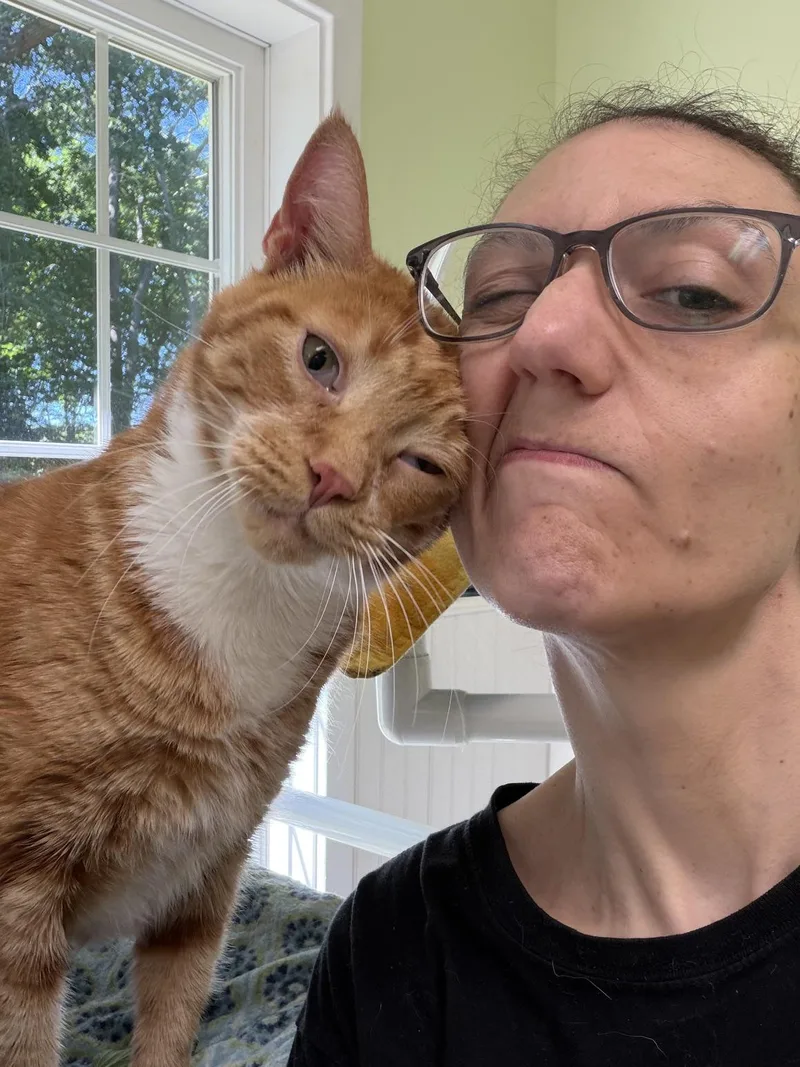 An adult extra large-sized male Orange & White Domestic Short Hair cat named Charlie for adoption in Westbrook, CT