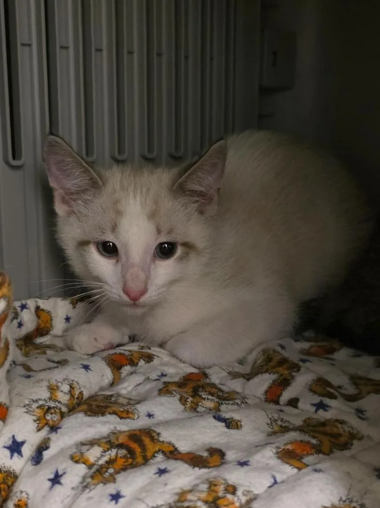 A baby small-sized male Domestic Short Hair cat named Simba for adoption in Neosho, MO
