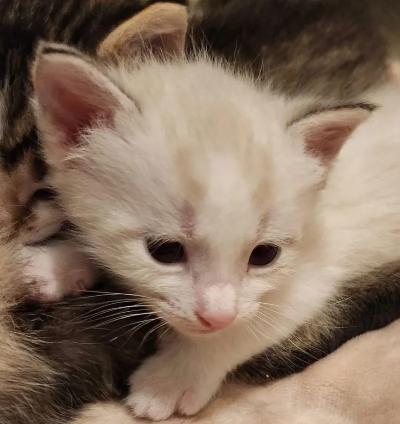 Simba thumbnail 2