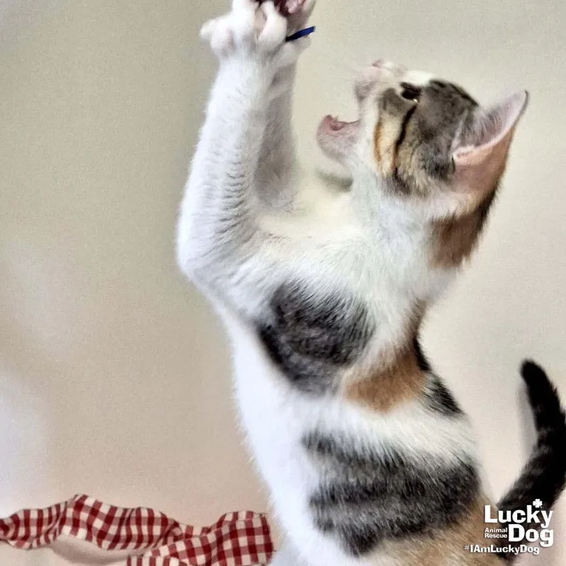 A young medium-sized female Domestic Short Hair cat named Gabriella for adoption in Washington, DC