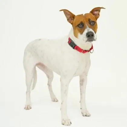 An adult large-sized female Mixed Breed dog named Boo for adoption in Dallas, TX