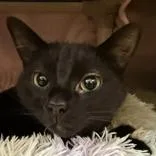 An adult large-sized female Black Domestic Short Hair cat named Violet for adoption in Lansing, MI