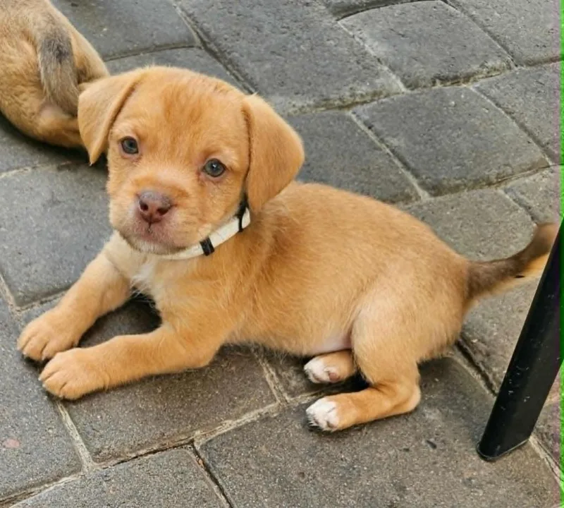 A baby medium-sized female Mixed Breed dog named Rei for adoption in Mesa, AZ