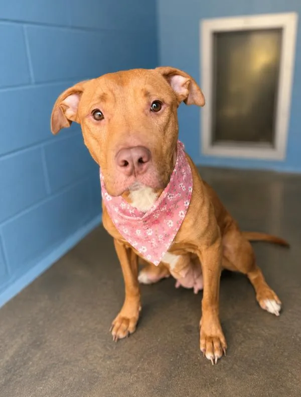 An adult large-sized female Labrador Retriever dog named Kylie for adoption in Lafayette, LA