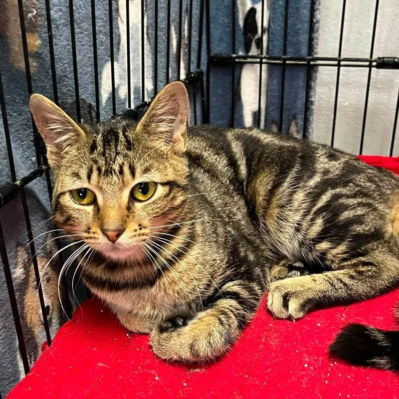 A young medium-sized male Black Domestic Short Hair cat named Millicent for adoption in Hamburg, NY