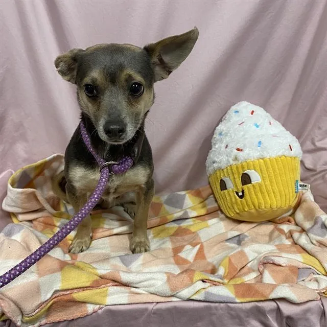 An adult small-sized male Chihuahua dog named Eugene for adoption in Modesto, CA
