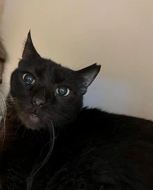 A senior large-sized male Domestic Short Hair cat named Drake for adoption in Thousand Palms, CA