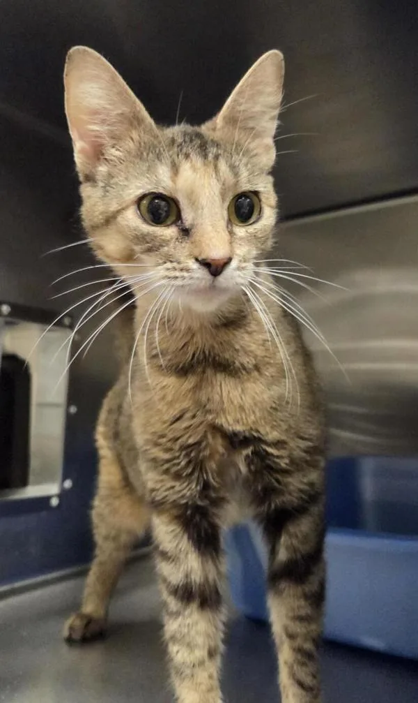 An adult medium-sized female Domestic Short Hair cat named Bean for adoption in Vancouver, WA