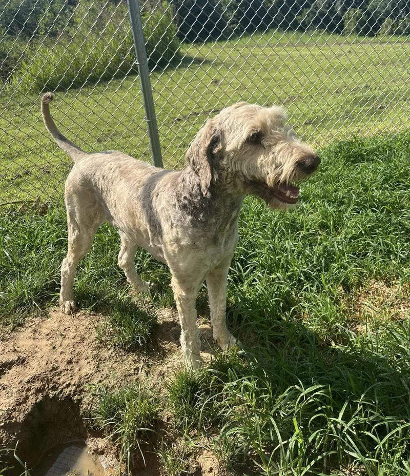 An adult large-sized female Goldendoodle dog named Willow for adoption in Mokena, IL