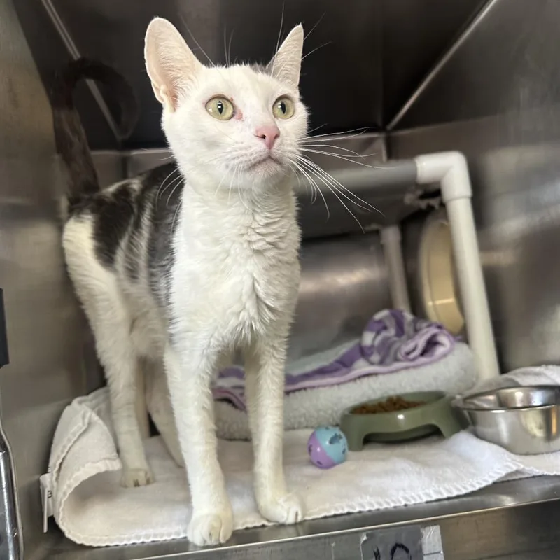 An adult medium-sized female White Domestic Short Hair cat named Lawn mower for adoption in Palm Springs, CA
