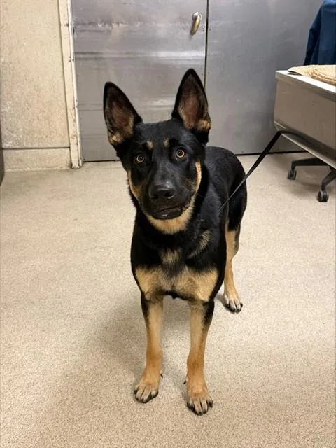 A young medium-sized male Shepherd dog named Charlie for adoption in Riverside, CA