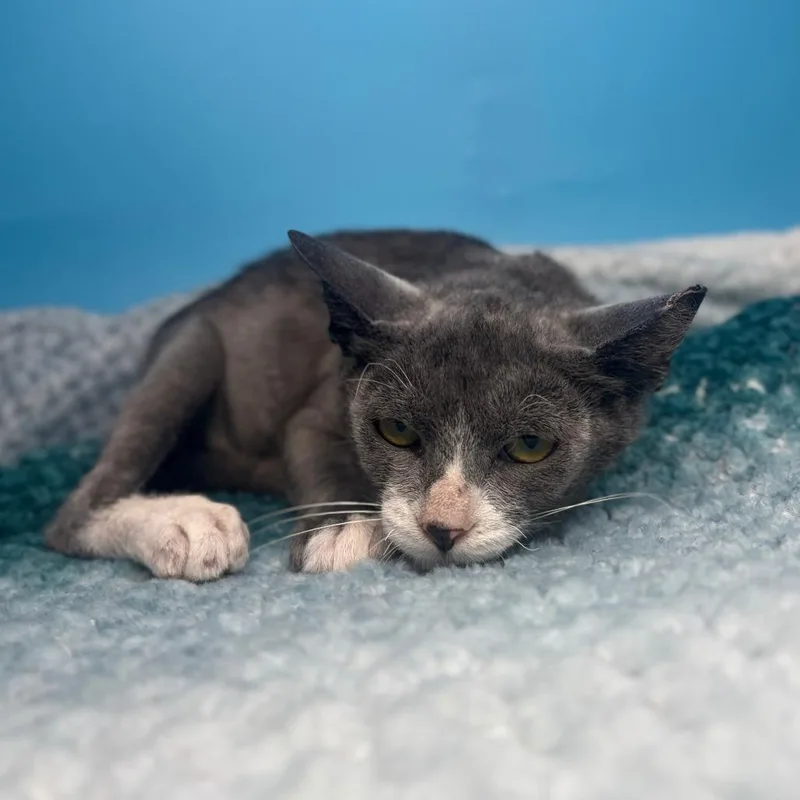 A baby small-sized male Gray / Blue / Silver Domestic Short Hair cat named Tamarind for adoption in San Antonio, TX