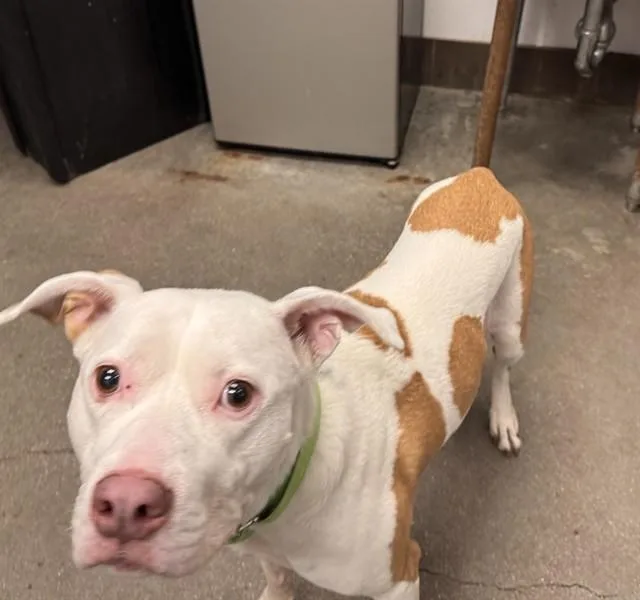 An adult large-sized female Pit Bull Terrier dog named Lala for adoption in Tucson, AZ