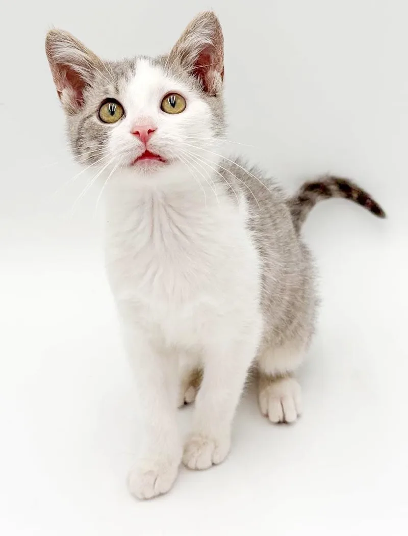 A baby small-sized male Gray / Blue / Silver Turkish Van cat named Julip is a joyful for adoption in Bedford Hills, NY