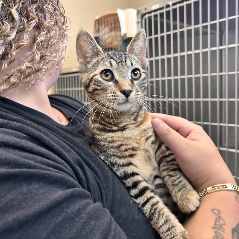 A young small-sized female Tabby (Brown / Chocolate) Domestic Short Hair cat named Tiana for adoption in Myerstown, PA
