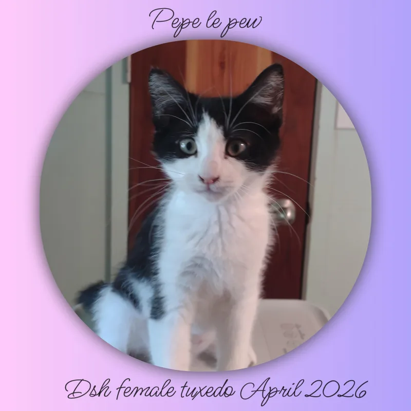 Pepe Le Pew