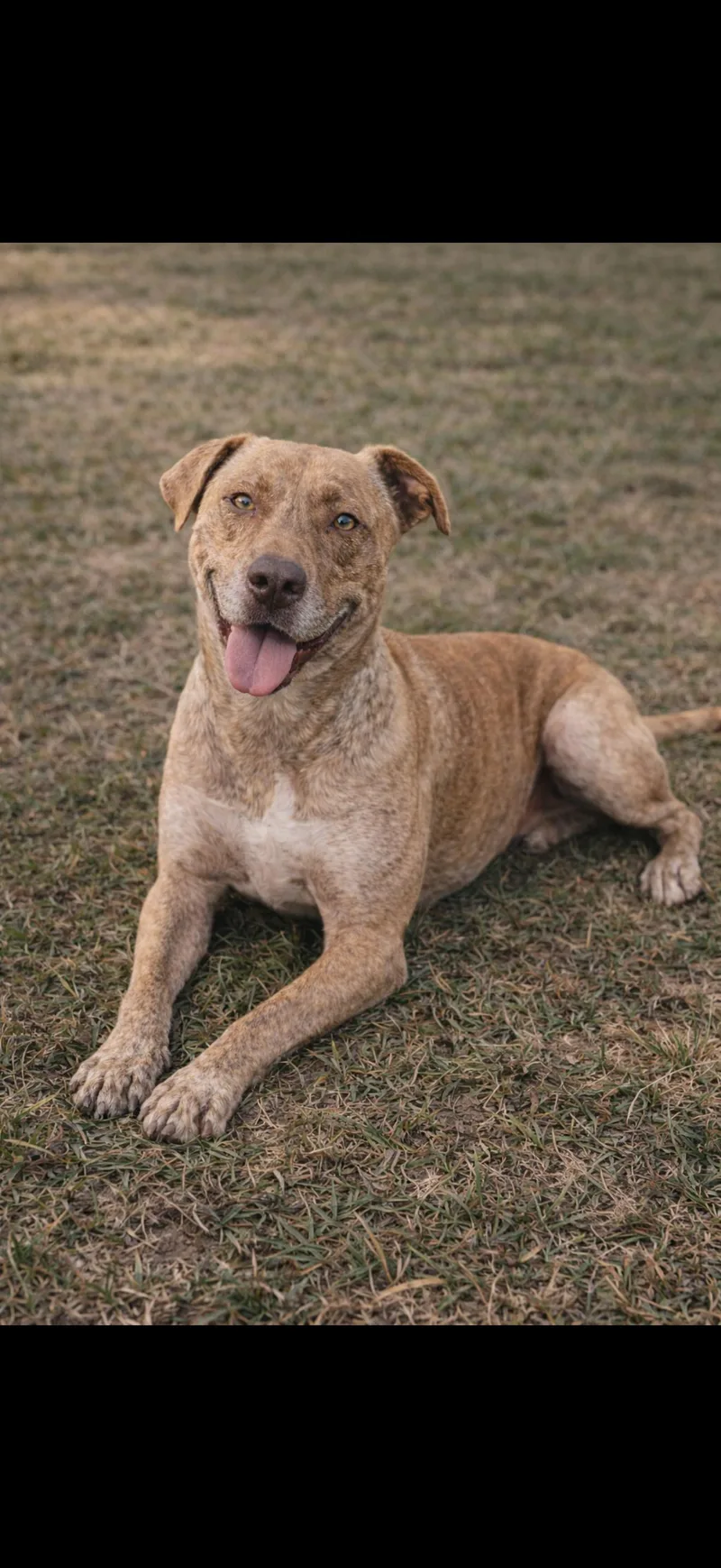 An adult medium-sized male American Staffordshire Terrier dog named Hunk for adoption in Spring, TX