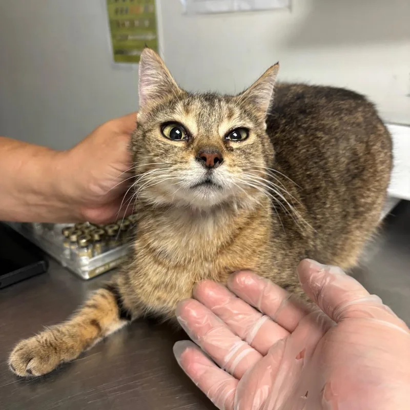 An adult medium-sized female Brown / Chocolate Domestic Short Hair cat named Zolting for adoption in Charleston, WV