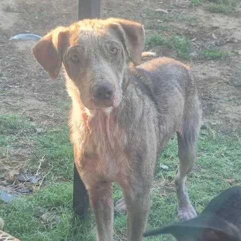 An adult small-sized female Shepherd dog named Adler for adoption in Dover, AR