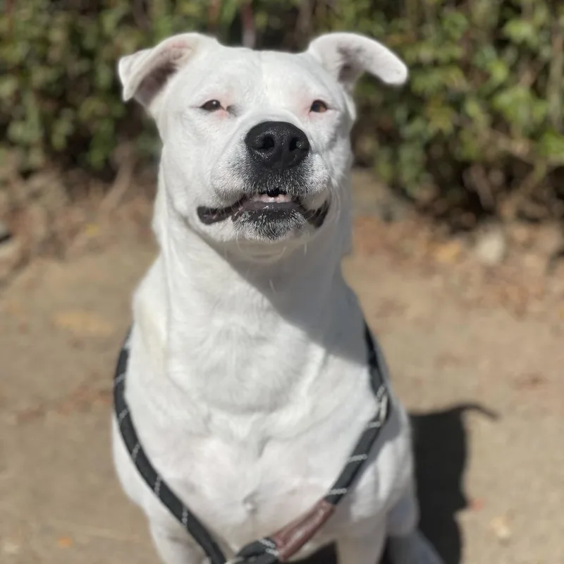 An adult medium-sized female White / Cream Pit Bull Terrier dog named Lily for adoption in Riverside, CA