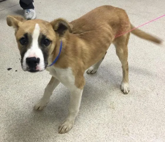 A baby medium-sized male Pit Bull Terrier dog named Tom for adoption in Riverside, CA