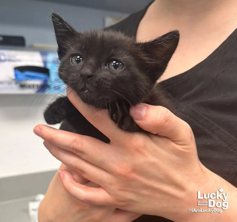 A baby medium-sized male Black Domestic Short Hair cat named Swat for adoption in Washington, DC