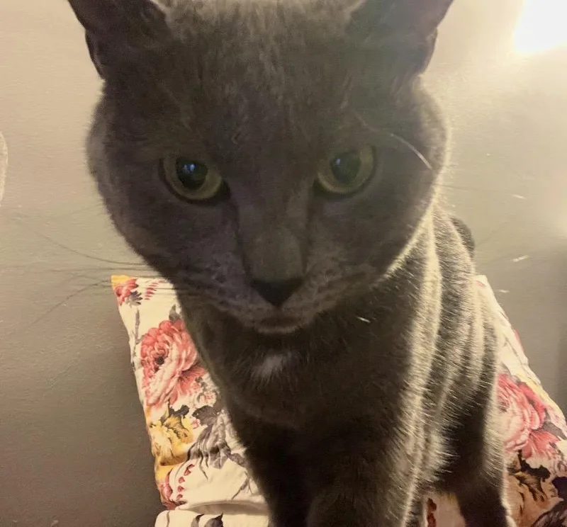 An adult medium-sized female Russian Blue cat named Miss Shadow for adoption in Havertown, PA