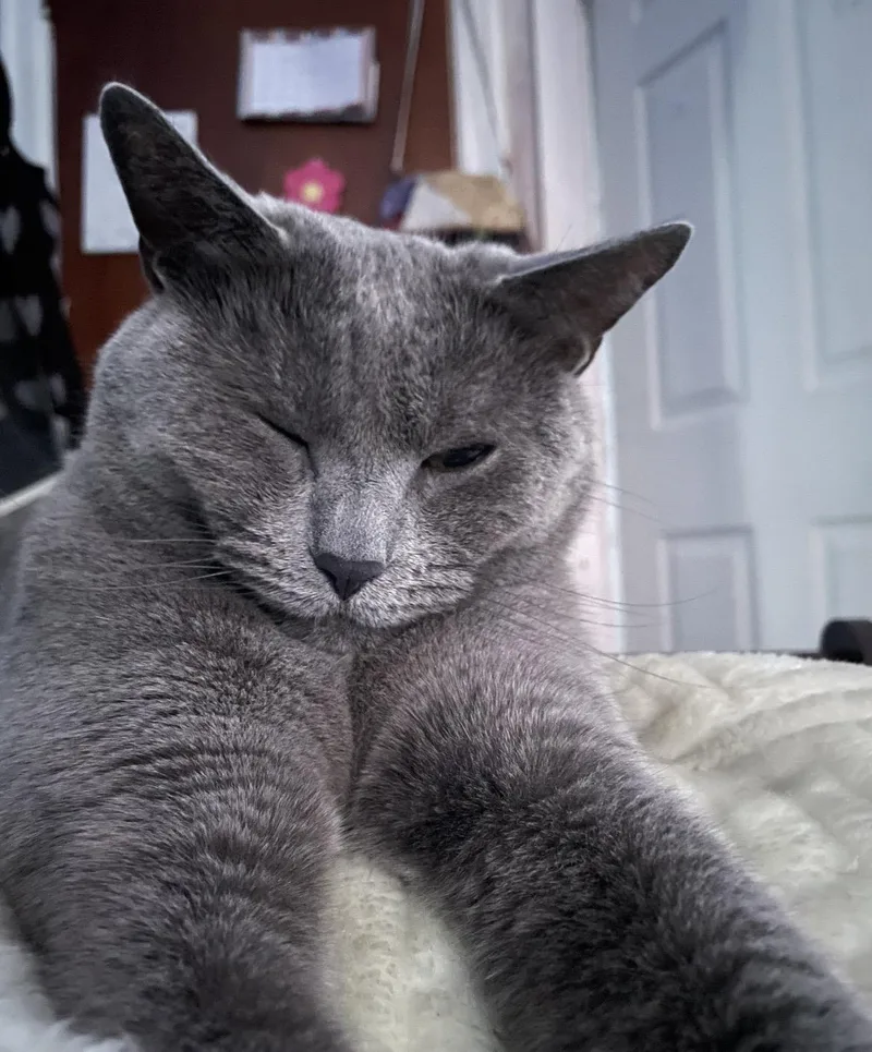 Miss Shadow thumbnail 2
