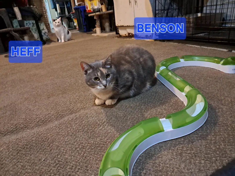 An adult medium-sized female Dilute Calico Domestic Short Hair cat named Benson for adoption in Nanticoke, PA