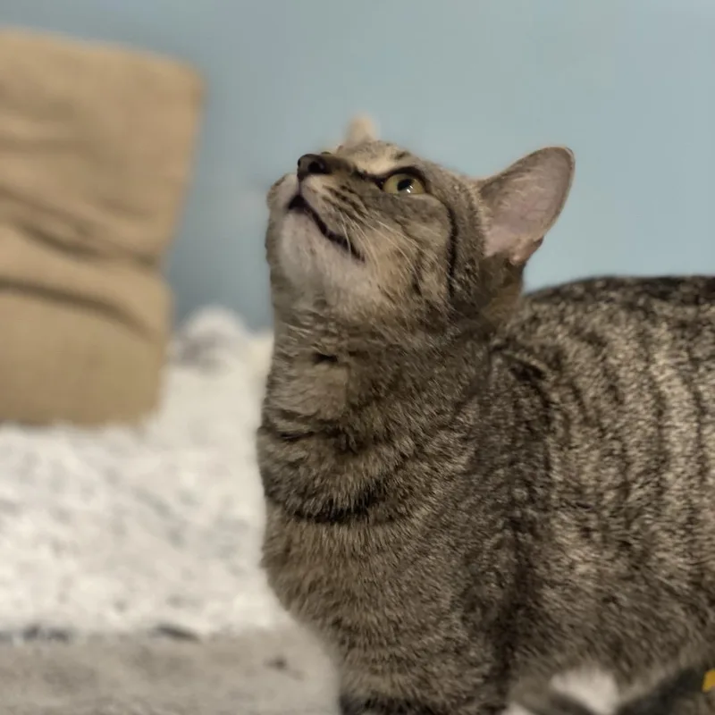 A young small-sized female Tabby (Brown / Chocolate) Domestic Short Hair cat named Patty for adoption in Martinsville, IN
