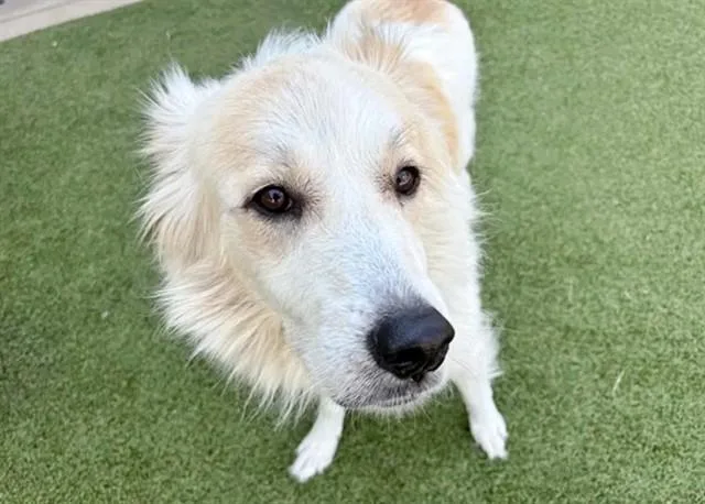 An adult large-sized female Great Pyrenees dog named Malt for adoption in Saint Louis, MO