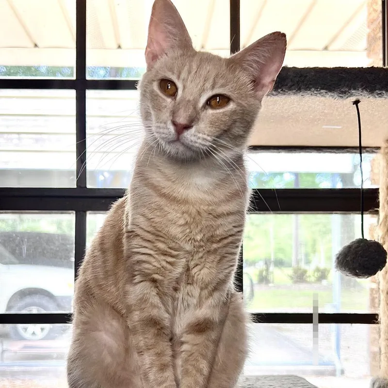 A young medium-sized male Orange / Red Domestic Short Hair cat named Louie for adoption in Folsom, LA