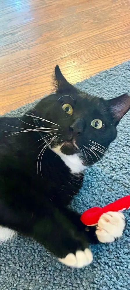 An adult medium-sized male American Shorthair cat named Howie Han for adoption in Skippack, PA