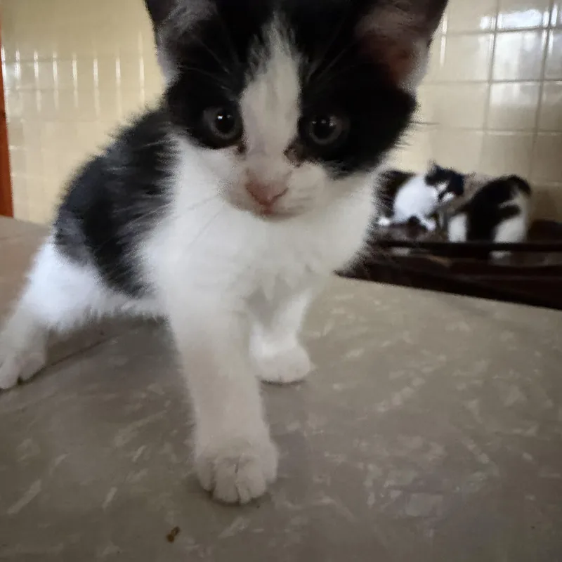 A baby medium-sized female Black Domestic Short Hair cat named Divet for adoption in Maple Glen, PA