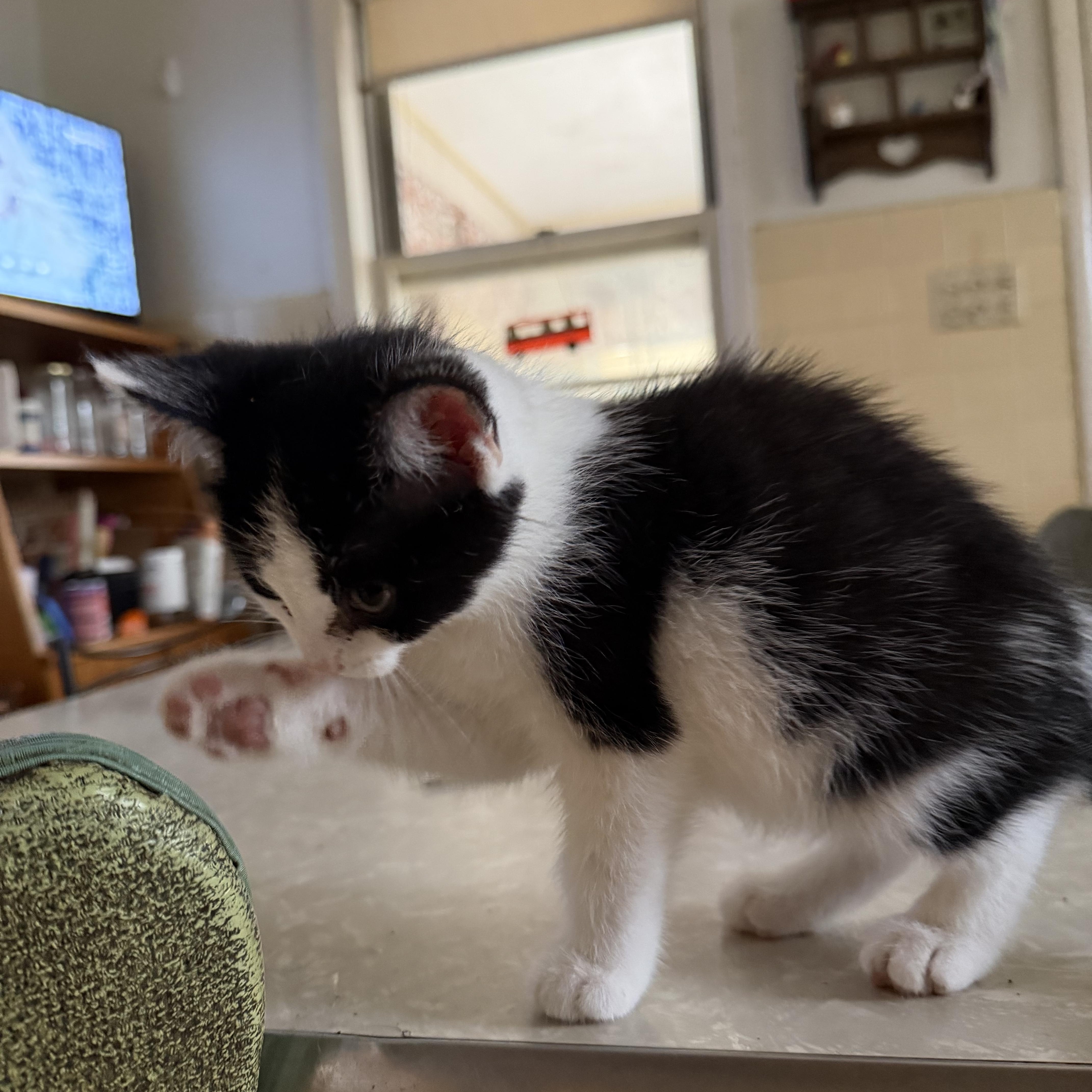 Divet thumbnail 3