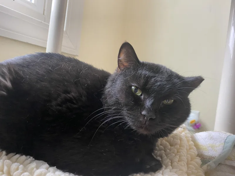 Serenity thumbnail 3