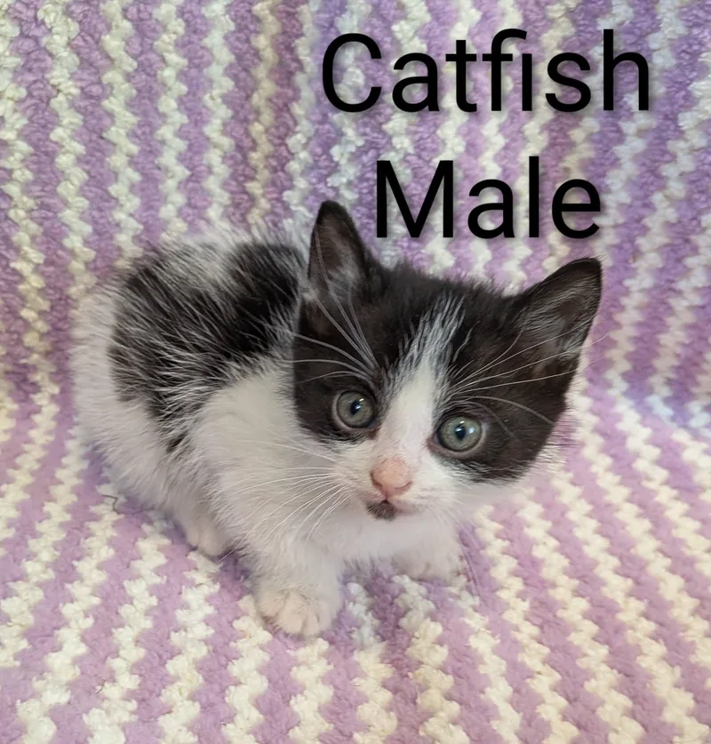 A baby small-sized male Black & White / Tuxedo Domestic Short Hair cat named Cafish for adoption in Clarksville, TN